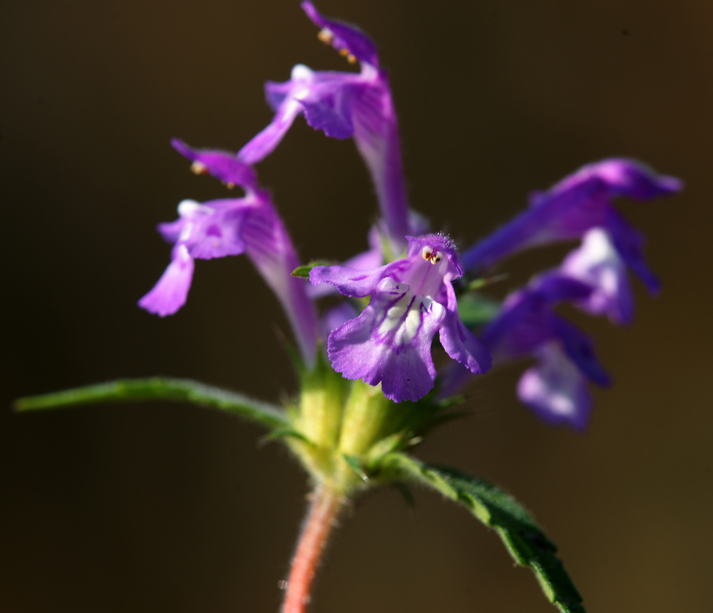 Изображение особи Galeopsis ladanum.