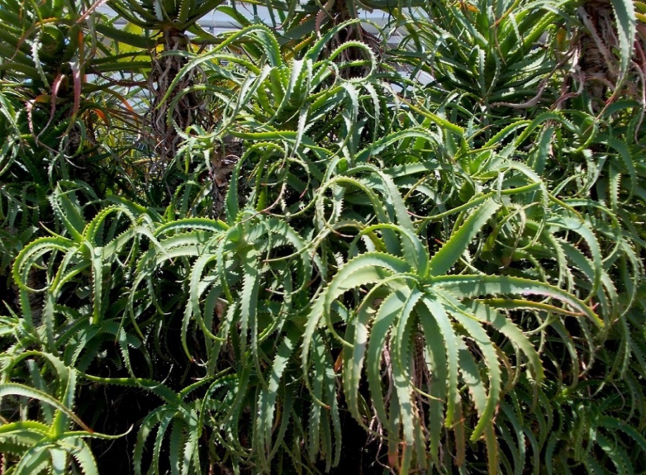 Image of Aloe arborescens specimen.