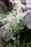 Corydalis ledebouriana. Верхушка цветущего растения. Южный Казахстан, горы Алатау, Западное ущелье, ~1000 м н.у.м. 11.04.2014.