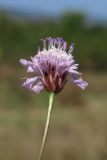 Cephalaria transsylvanica