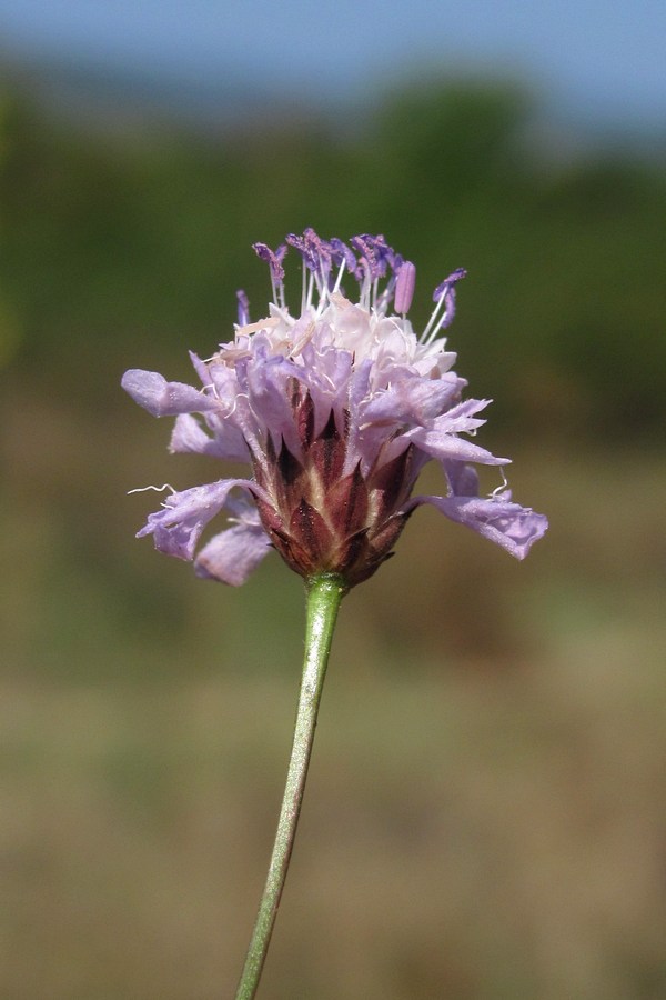 Image of Cephalaria transsylvanica specimen.