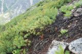 Pinus pumila. Растения на горном склоне. Бурятия, плато п-ова Святой нос (выс. около 1800 м н.у.м.). 22.07.2009.