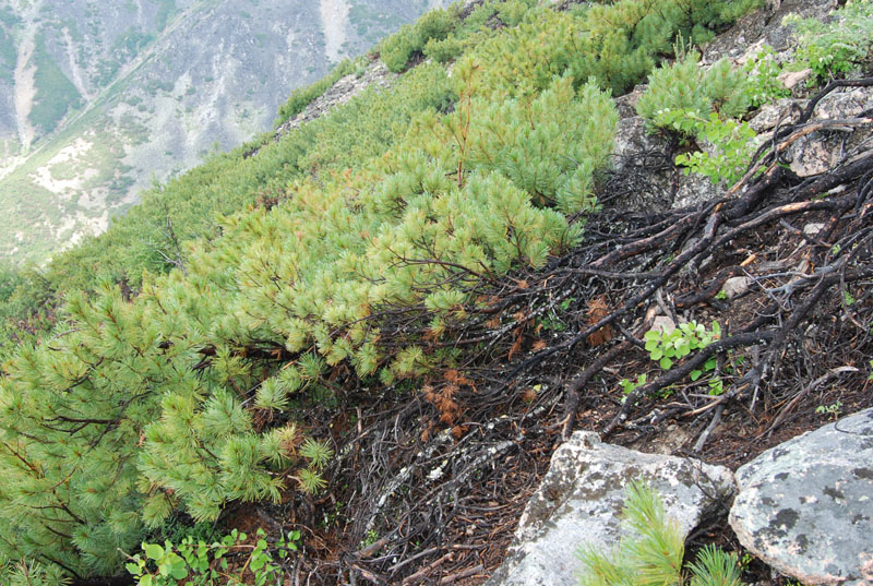 Изображение особи Pinus pumila.