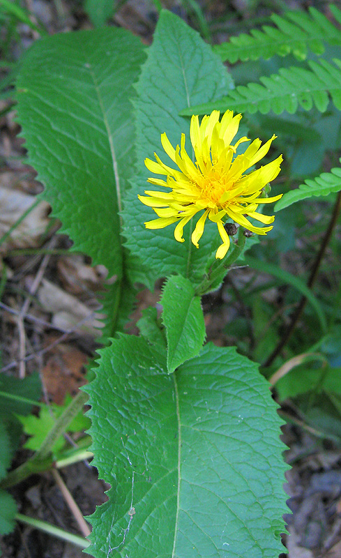 Изображение особи Crepis sibirica.