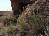Galium verum