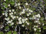 Diapensia obovata. Цветущие растения. Камчатский край, Елизовский район, на горно-луговом склоне, горная тундра, подножье вулкана Авачинская сопка. Июль.