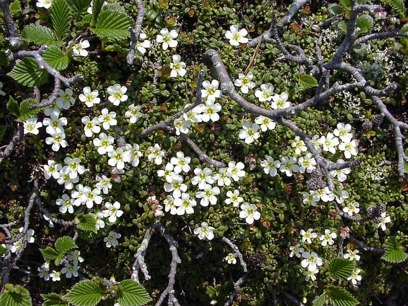 Image of Diapensia obovata specimen.