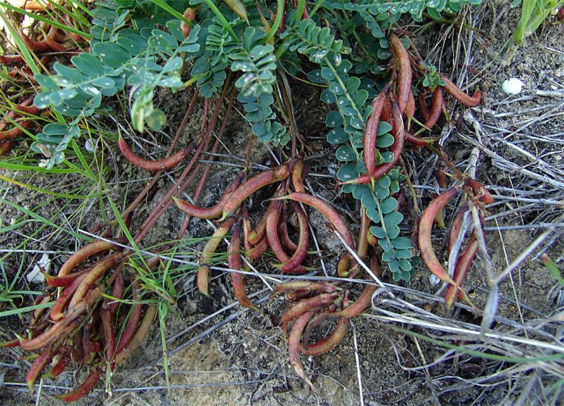 Изображение особи Astragalus demetrii.