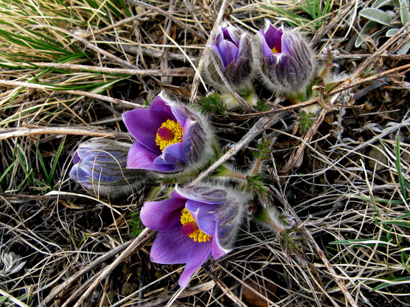 Image of Pulsatilla turczaninovii specimen.