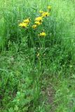 Crepis biennis