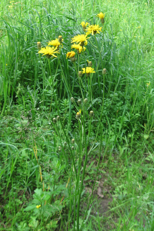 Изображение особи Crepis biennis.