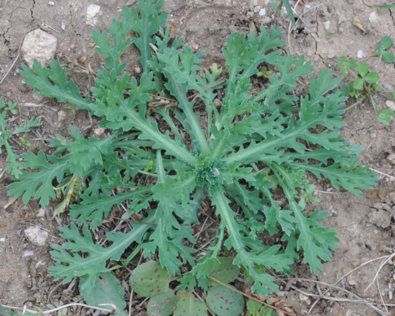 Изображение особи Papaver rhoeas.