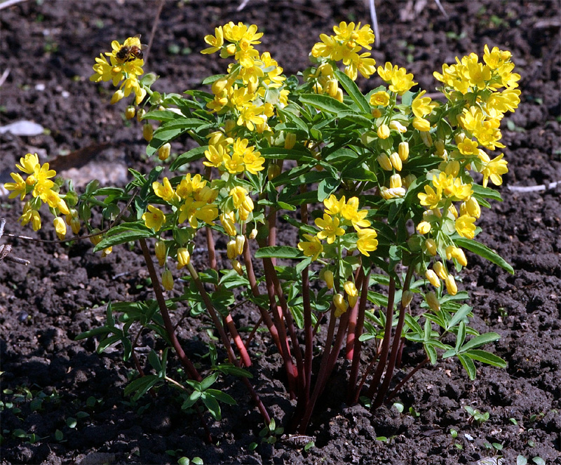 Image of Gymnospermium altaicum specimen.