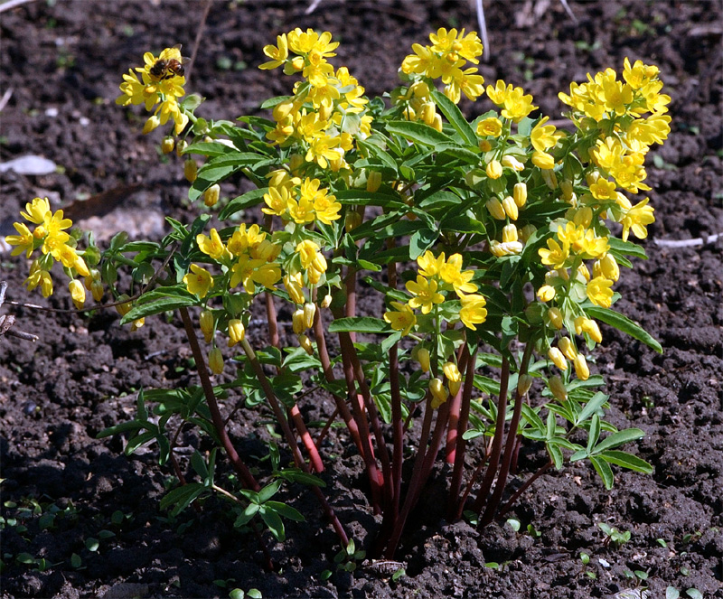 Изображение особи Gymnospermium altaicum.