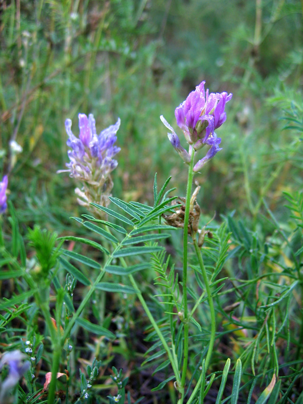Изображение особи Astragalus onobrychis.