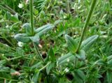 Cerastium holosteoides