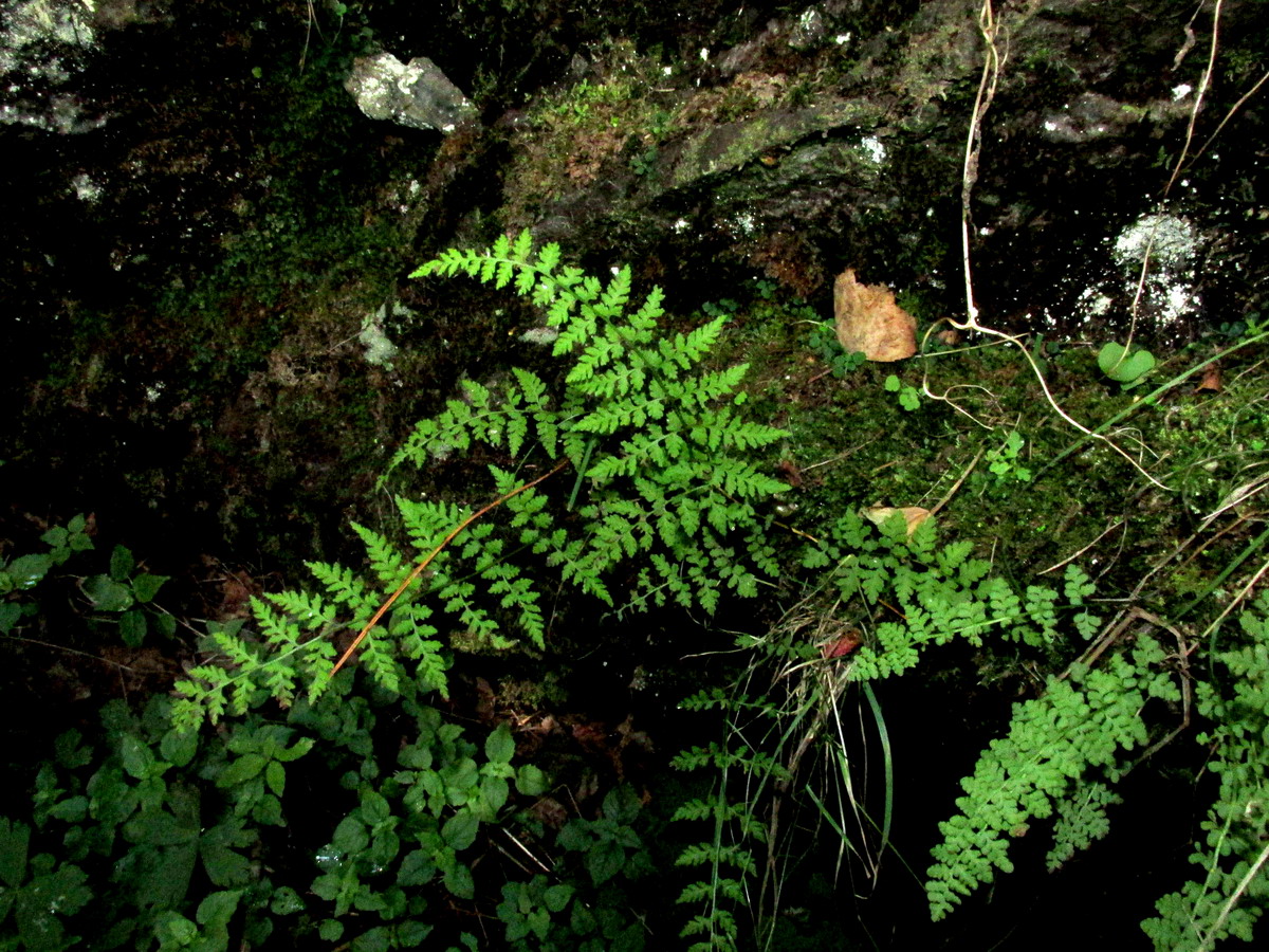 Изображение особи Cystopteris gureevae.