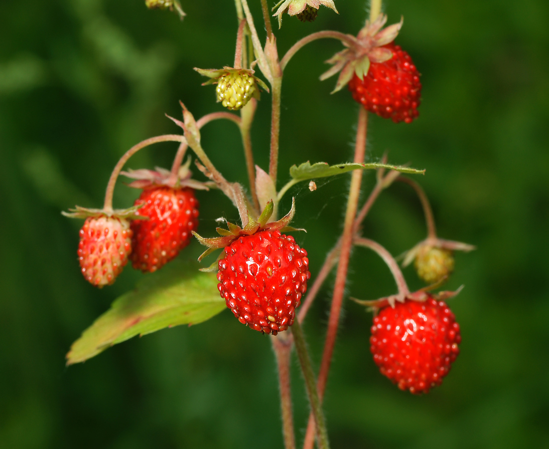 Изображение особи Fragaria vesca.