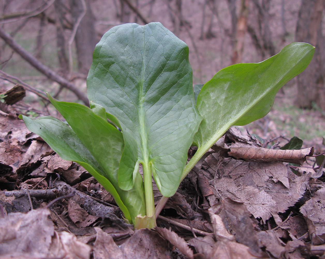 Изображение особи Arum elongatum.