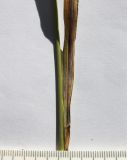 Elymus buschianus