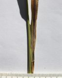 Image of taxon representative. Author is Сергей Банкетов