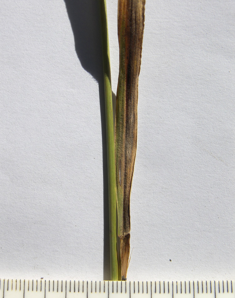 Image of Elymus buschianus specimen.