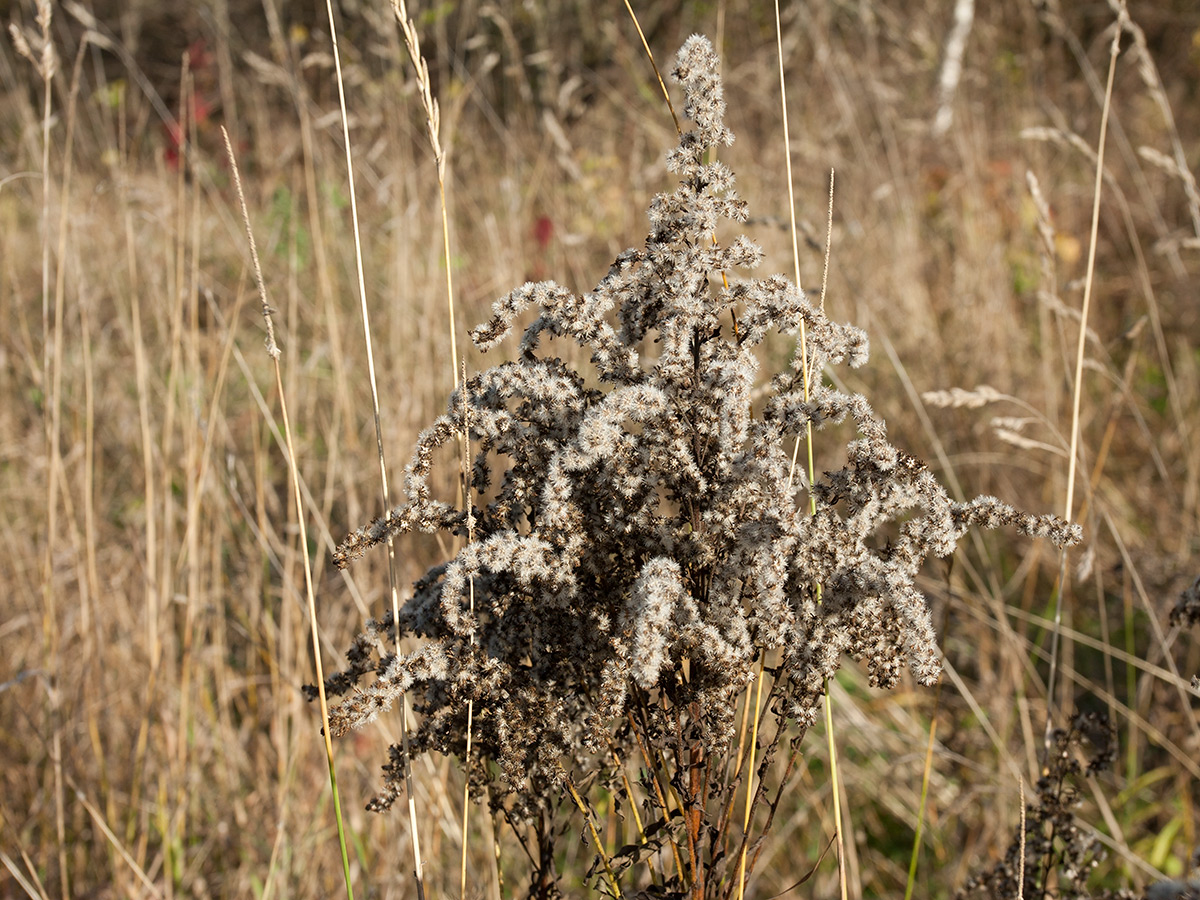 Изображение особи Solidago canadensis.