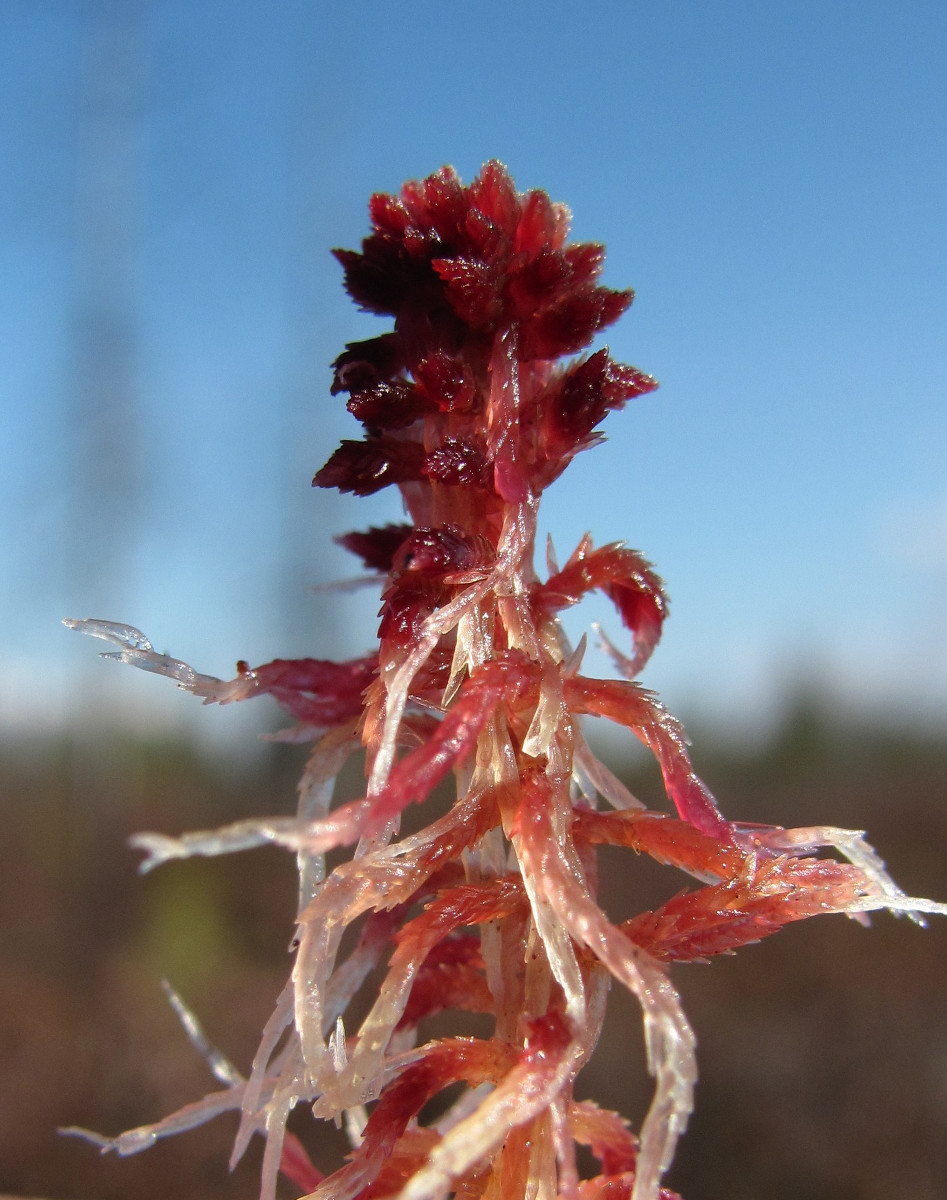 Изображение особи Sphagnum capillifolium.