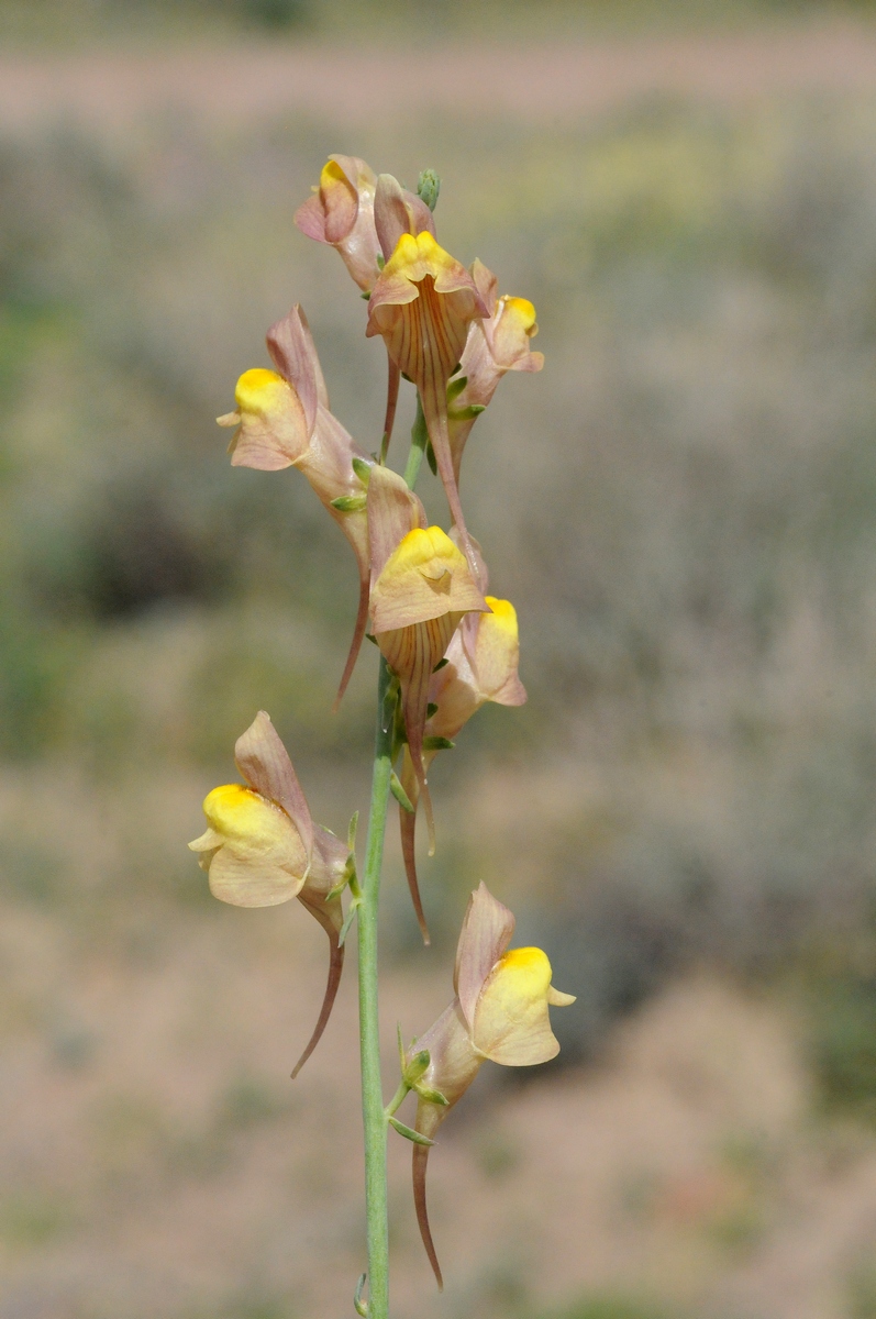 Изображение особи Linaria ramosa.