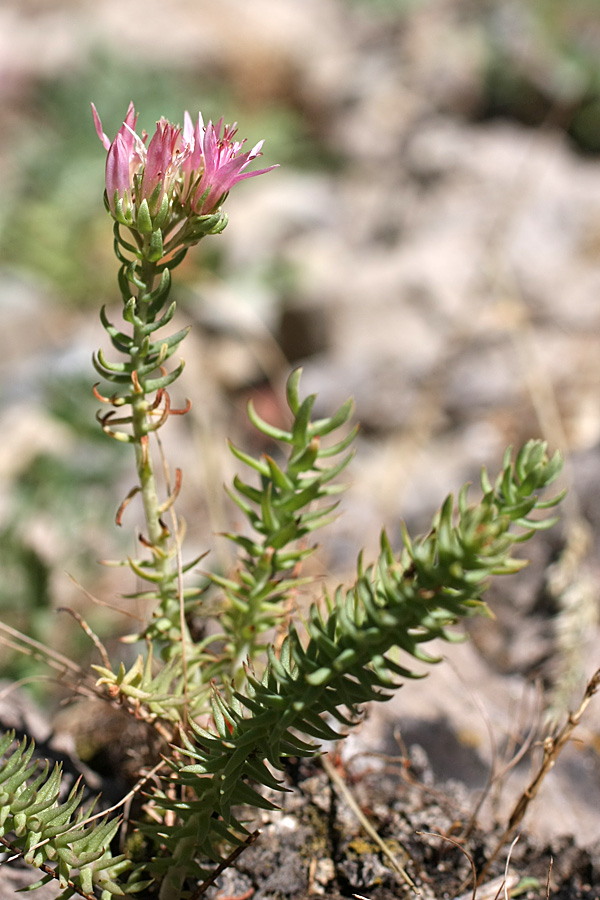 Image of Pseudosedum karatavicum specimen.