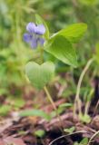 Viola ruppii. Цветущее растение (V. nemoralis var. abbreviata Vl. Nikit.). Мурманская обл., ЗАТО г. Североморск, правый берег р. Ваенга, разнотравный березняк. 21.06.2015.