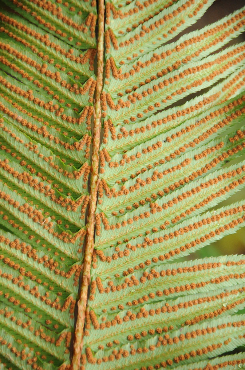 Image of Polystichum munitum specimen.