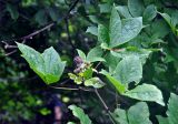 Eleutherococcus sessiliflorus. Верхушка ветви с соплодием. Приморье, Хасанский р-н, остров Фуругельма, широколиственный лес. 16.08.2015.