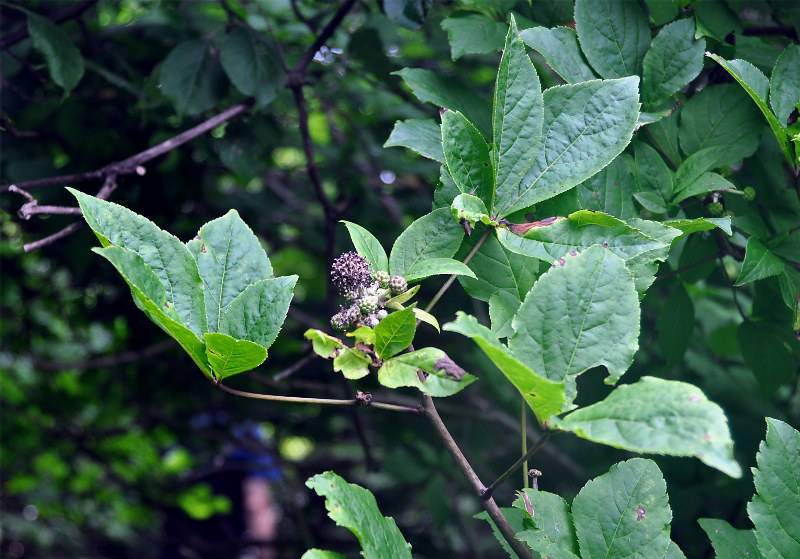 Изображение особи Eleutherococcus sessiliflorus.