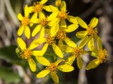 Senecio angulatus