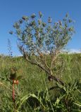 Astragalus arbuscula