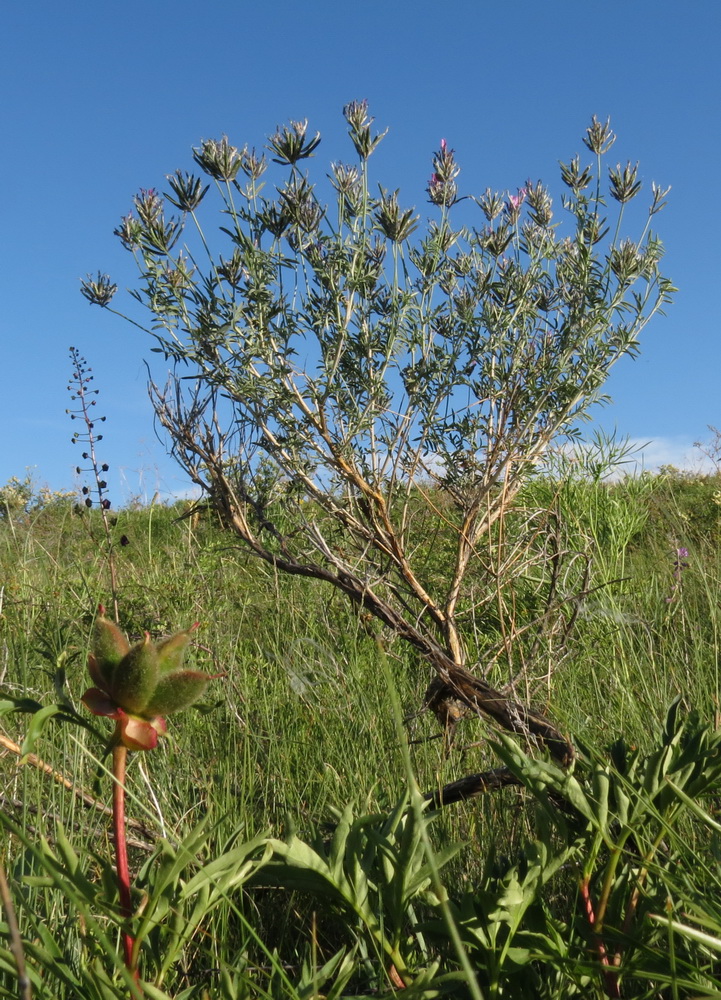 Изображение особи Astragalus arbuscula.