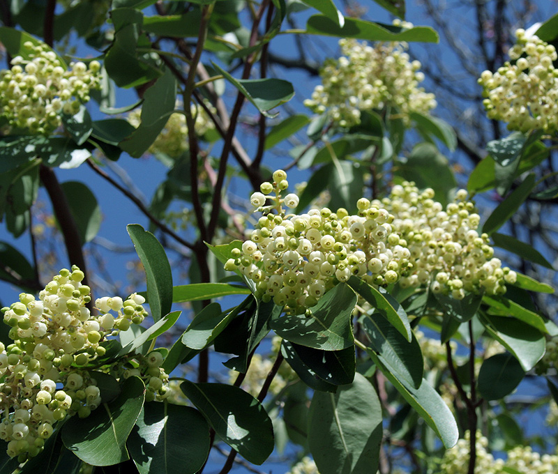 Изображение особи Arbutus andrachne.