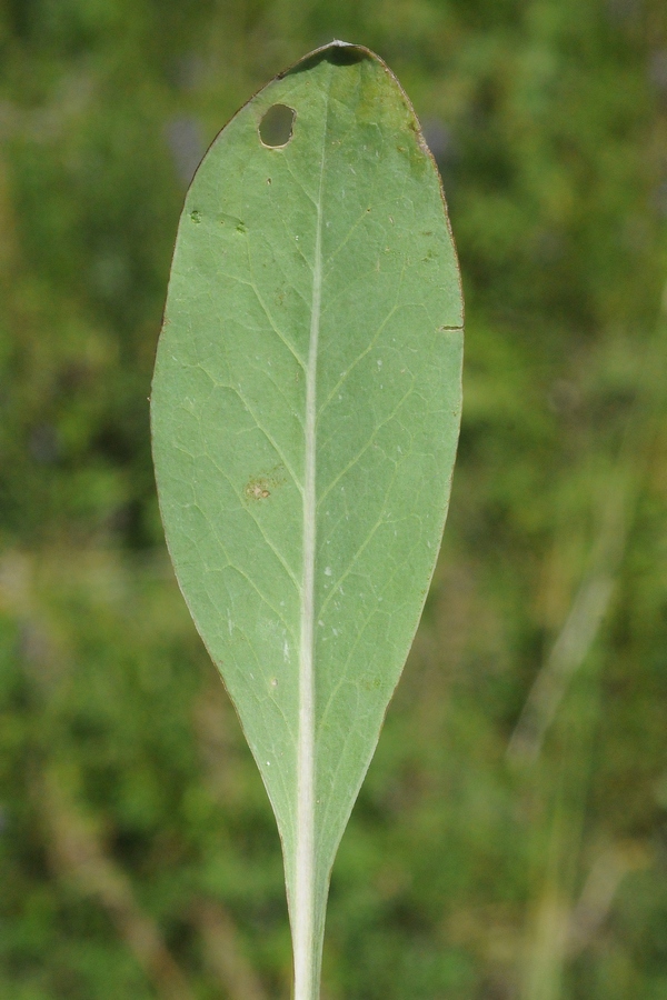 Изображение особи Klasea marginata.