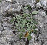 Centaurea