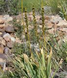 Eremurus fuscus. Плодоносящие растения. Кыргызстан, Нарынская обл., правый берег долины р. Нарын, ~ 2300м н. у. м., р-н слияния Нарына и М. Нарына. 03.07.2015.