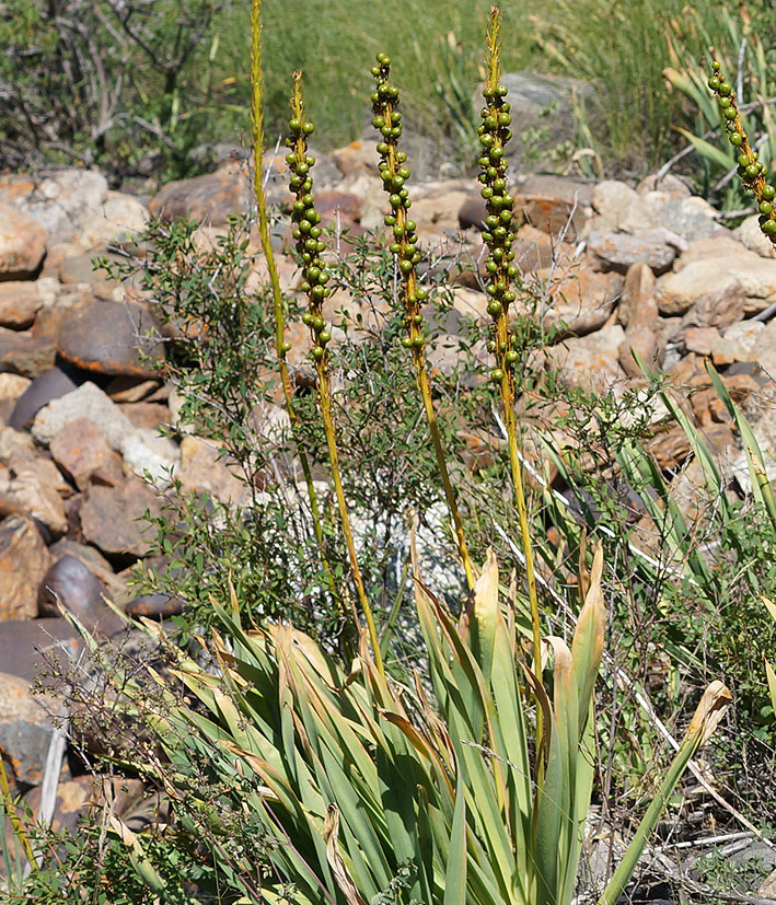 Изображение особи Eremurus fuscus.