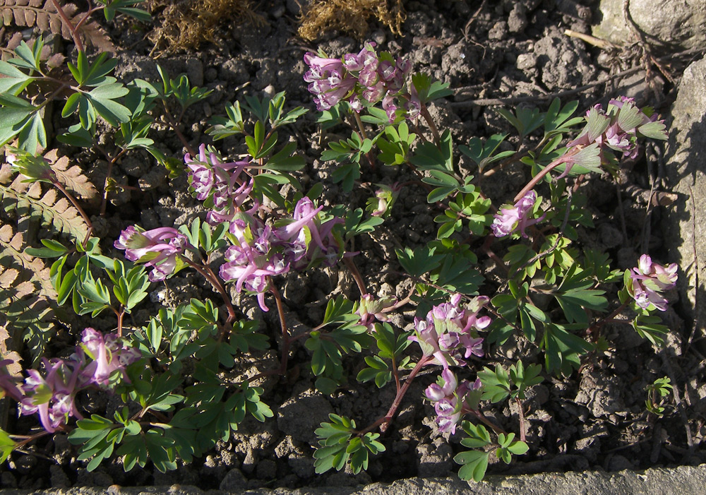 Изображение особи Corydalis pumila.