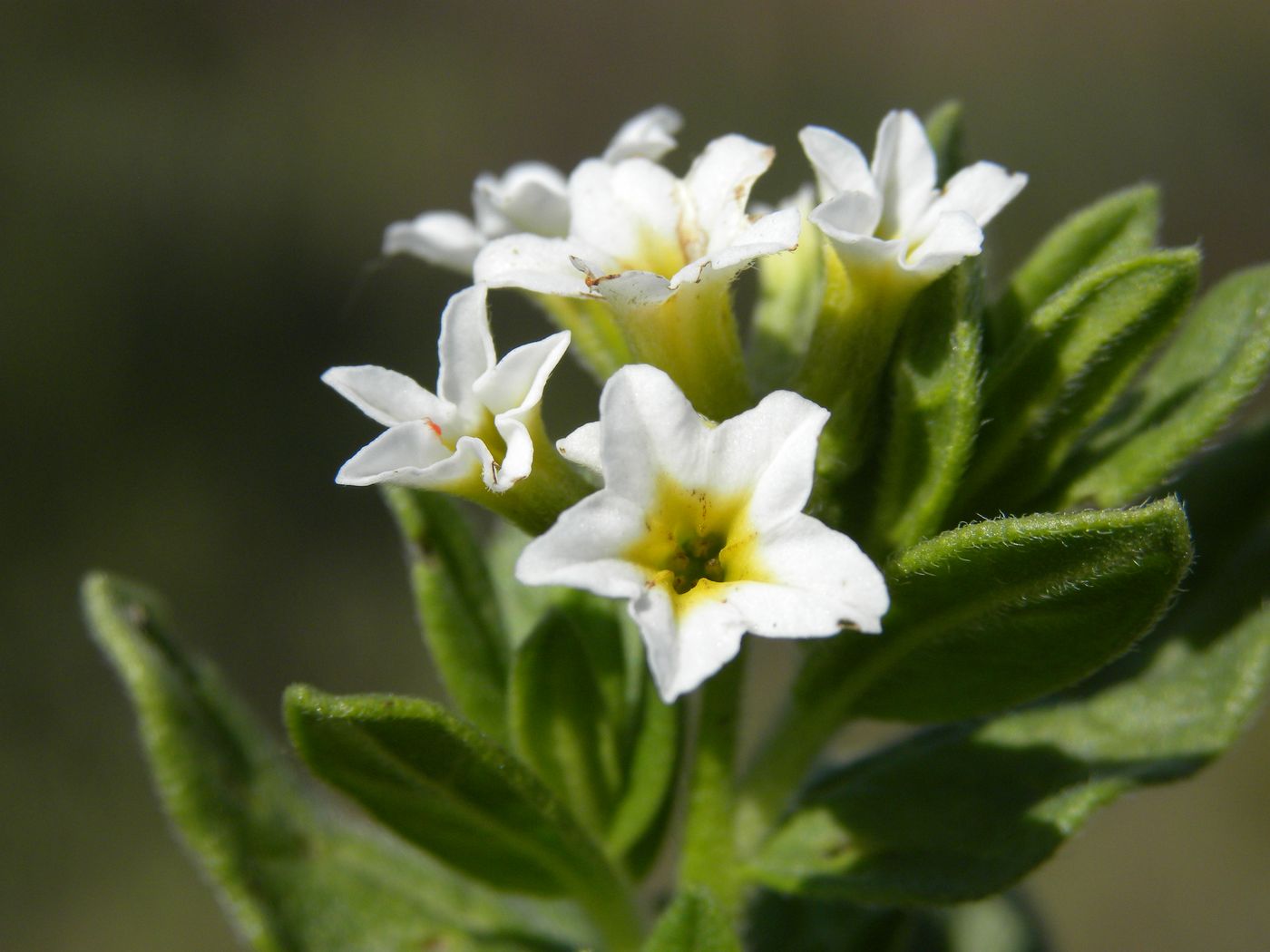 Image of Argusia sibirica specimen.