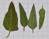 Atriplex davisii