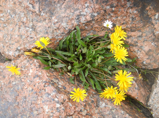 Image of genus Taraxacum specimen.