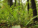 Dryopteris filix-mas