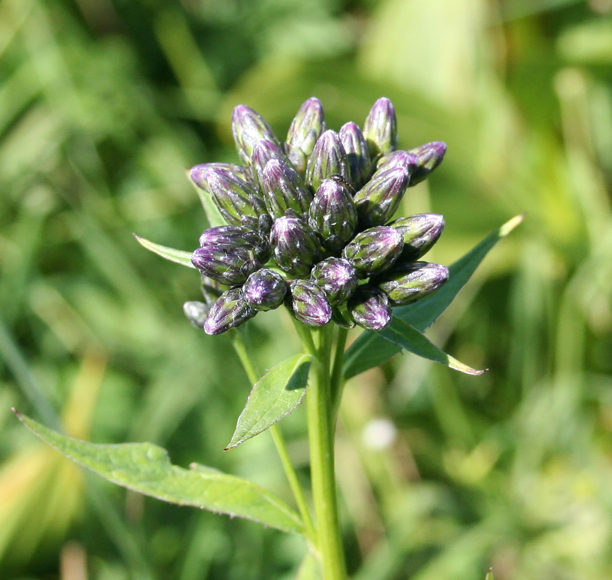 Image of Saussurea latifolia specimen.