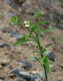 Viola arvensis
