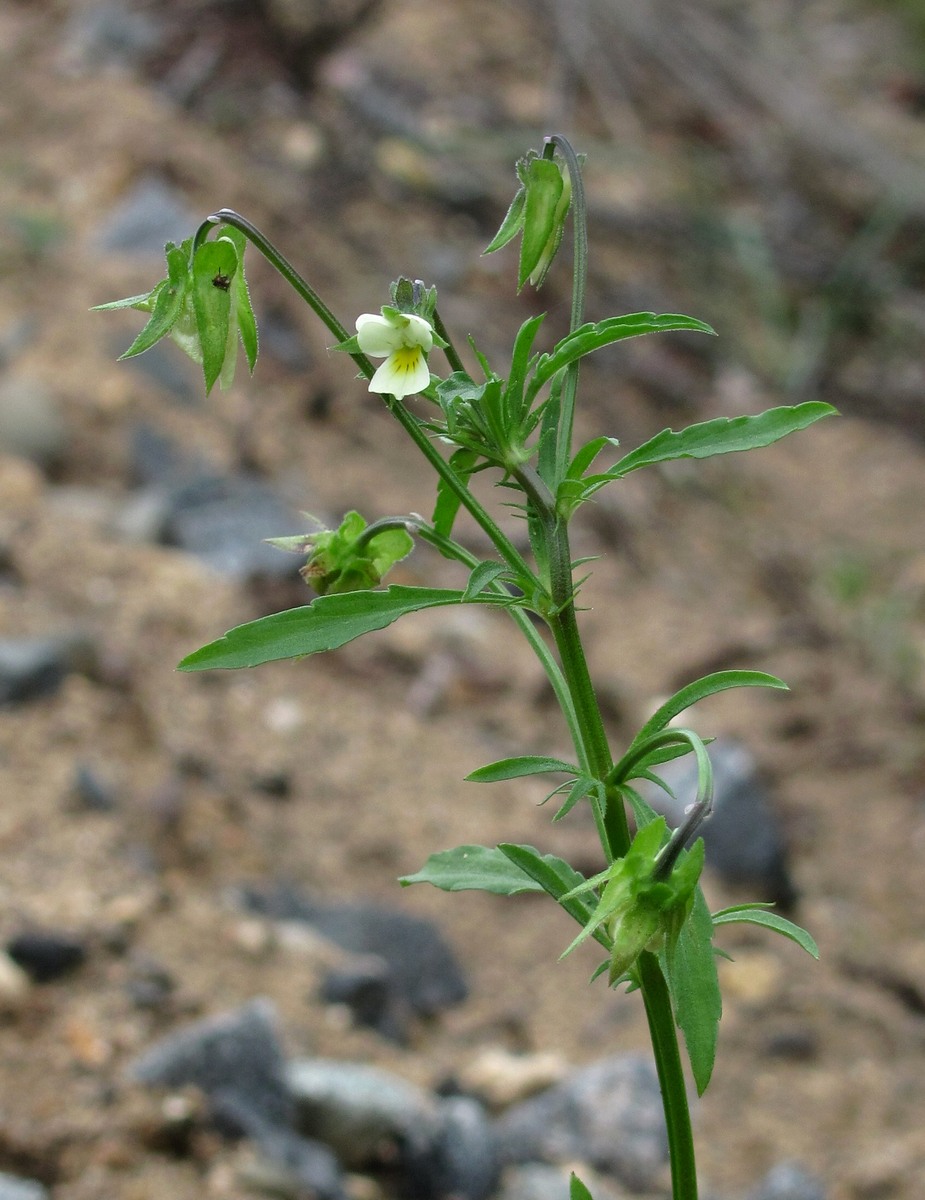 Image of Viola arvensis specimen.